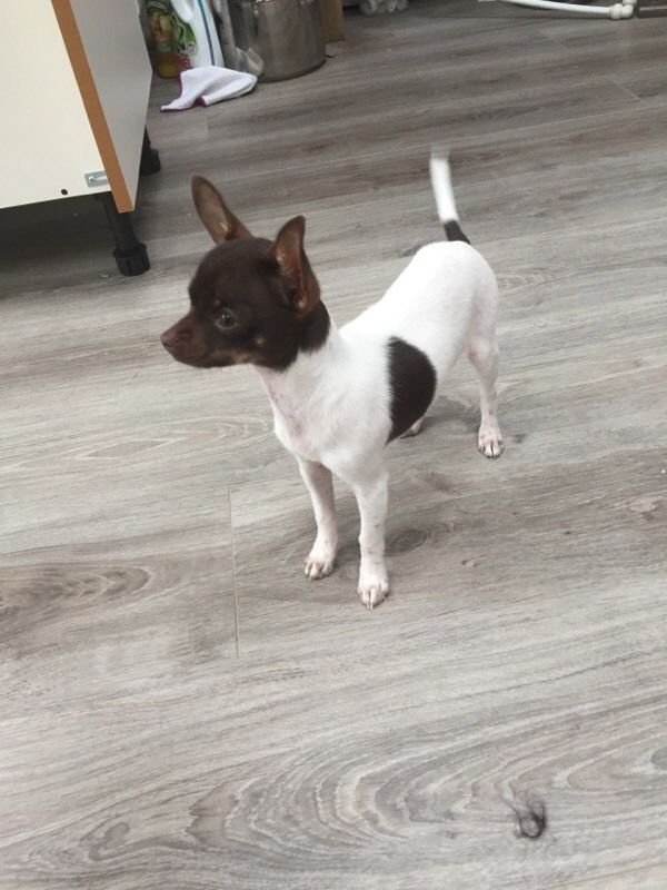 Chocolate and white chihuahua  puppies 12weeks