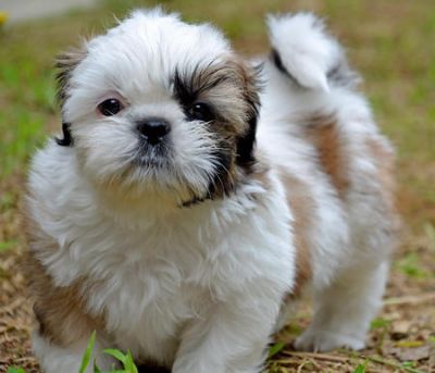 shihtzu puppies all available