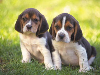 Sweet And Gorgeous beagle Puppies
