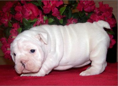   White English Bulldog puppy for Adoption!!!
