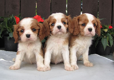 Cavalier King Charles Spaniel