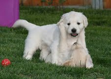 Very Affectionate female golden retriever puppy for adoption