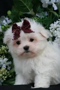 Tamed Capuchin monkeys for free adoption 