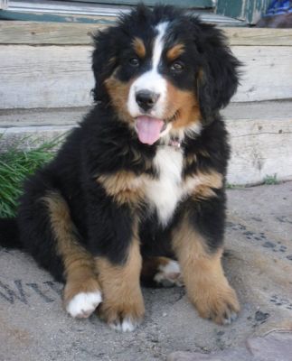 Saint Bernard,puppies for adoption