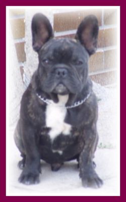 French Bulldog