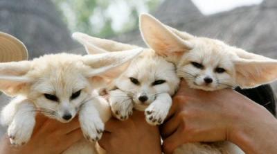 TICA Registered Fennec Fox,cheetah,serval,spotted genet and ocelot for sale