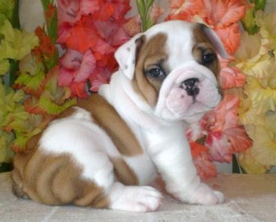  Adorable English Bulldog Puppies For Adoption