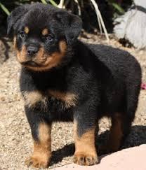 male rottwelier puppy