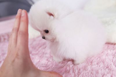 Xena-Our adorable micro tiny doll face tcup pomeranian