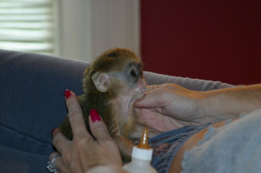 Tamed Capuchin monkeys for adoption contact (903) 496-5680