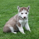ADORABLE  MALE AND FEMALE SIBERIAN HUSKY PUPPIES FOR  ADOPTION