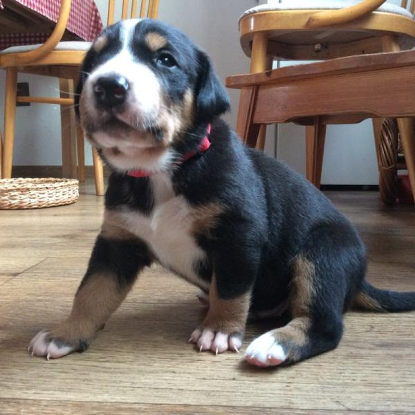 Greater Swiss Mountain Dog