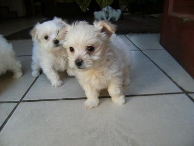 Males and Females Maltese Puppies For Adoption.