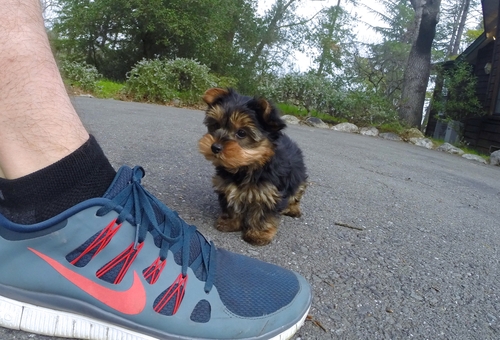 Teacup Yorkie Pups for sale now.