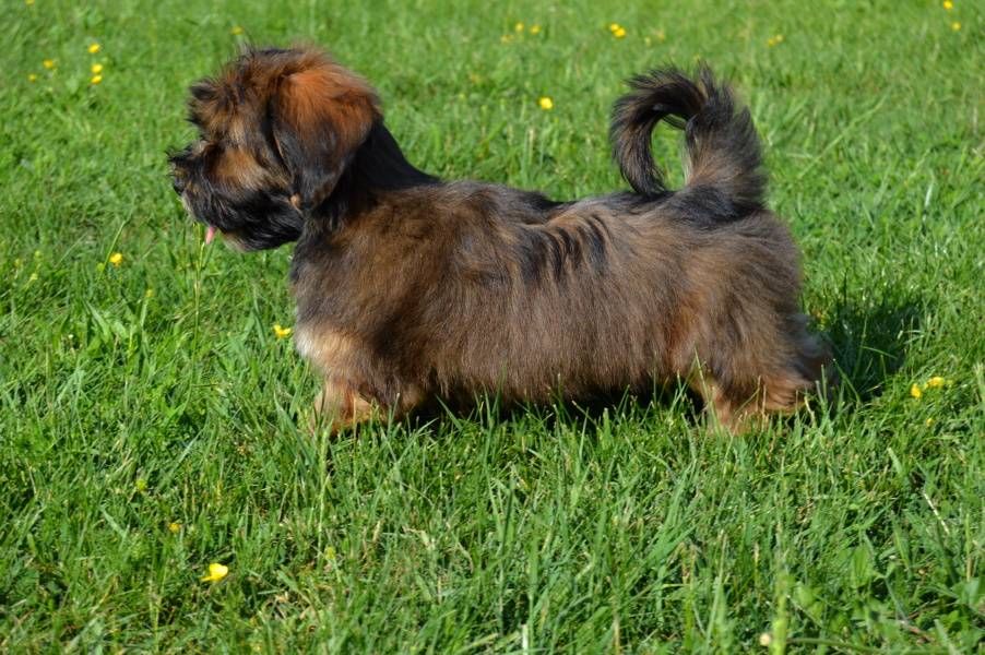 Havanese dog with pedigree FCI 