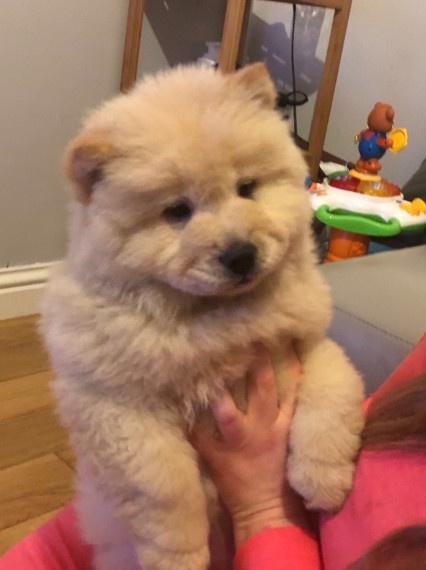 Beautiful Chow Chow Puppies