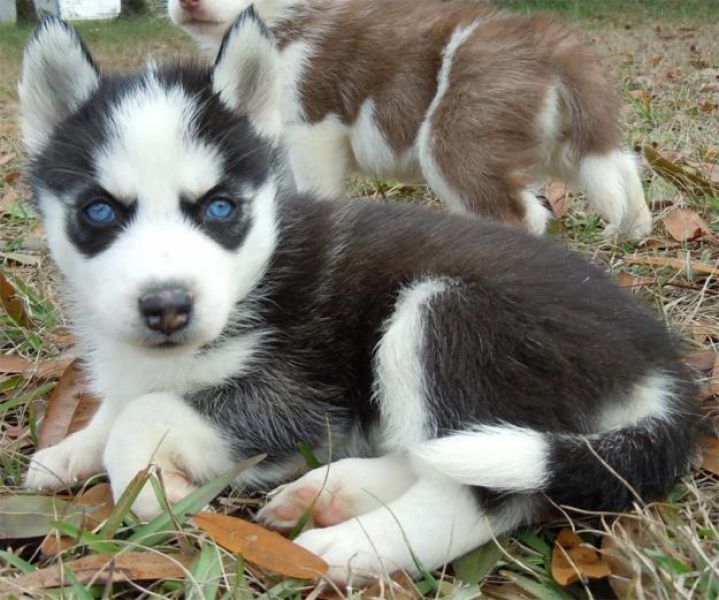 Sweet Siberian Husky Puppies Text Me At (215) 526-5512