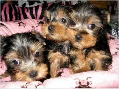 adorable yorkie puppies for free adoption..