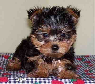 Healthy Well Trained Teacup Yorkie Puppies Available!!!