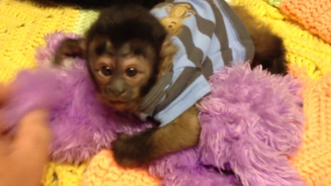 Healthy Weaned Capuchin Monkey Babies Available
