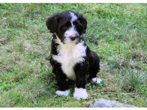 Portuguese Water Dog Puppies For Adoption