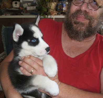 Quality Raised Blue Eye Siberian Husky puppies 
