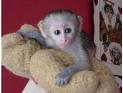 cute baby capuchin monkeys for adoption with a free cage