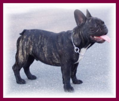 French Bulldog