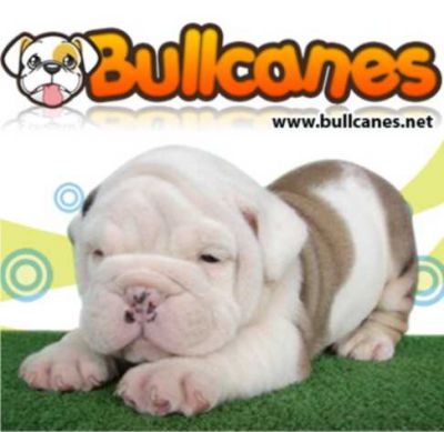 English Bulldog puppies for Sale - BULLCANES