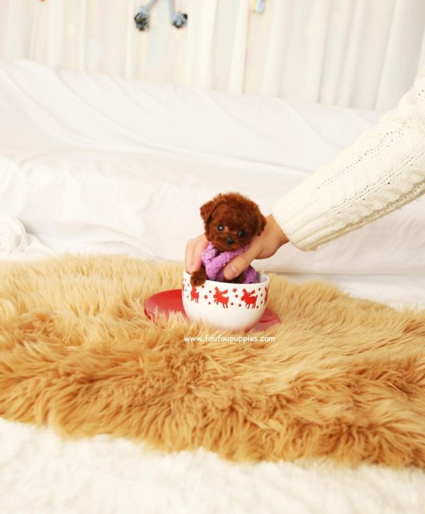 Sweet Toy Poodle puppies for adoption