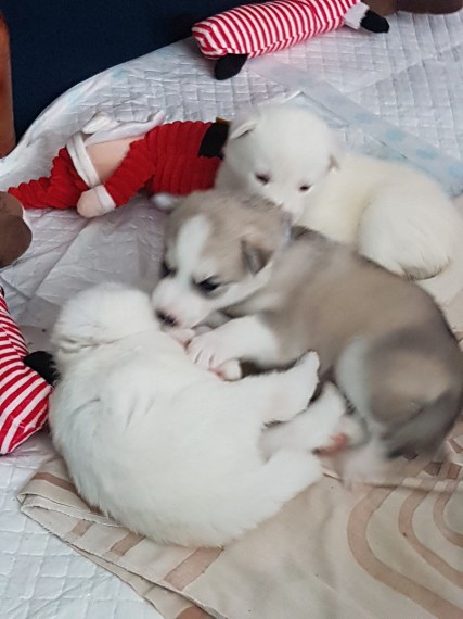 Siberian husky stuning pups for sale