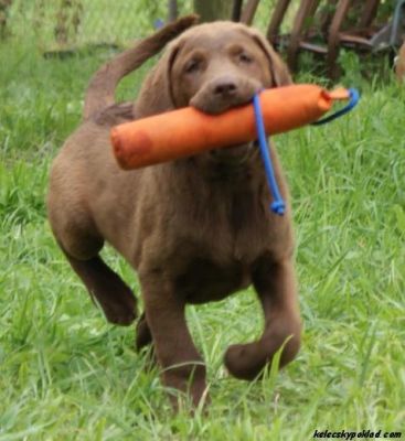 Chesapeake Bay Retriever with pedigree - health, quality