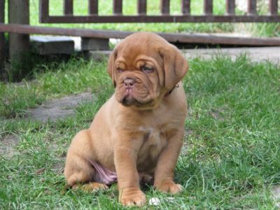 Dogue de Bordeaux TOP quality puppies