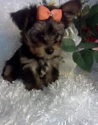 cute and marvelous yorkie puppies