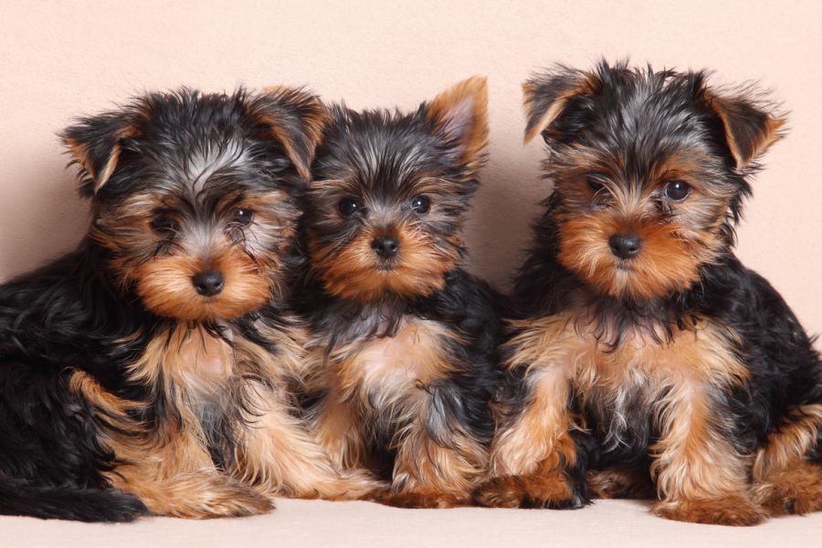 Yorkshire Terrier Puppies