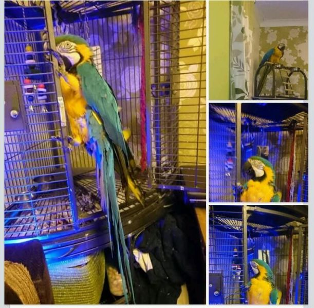 Super Tame baby Blue & Gold Macaw