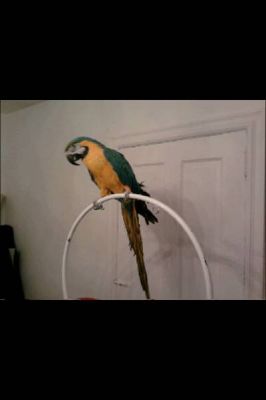 Blue and Gold  beauty female Macaw ready to meet you.