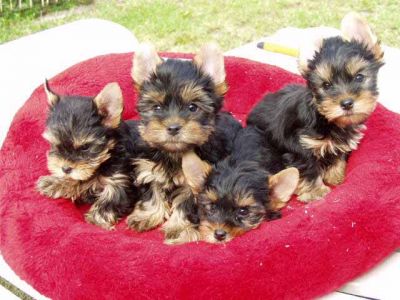 A lovely teacup yorkie puppies(roseremy90@yahoo.com )