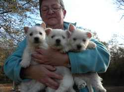 special westie babies for caring and loving homes