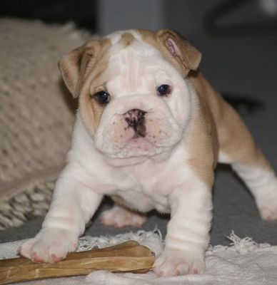 Adorable English bulldog puppies for addoption