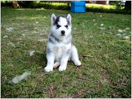 Blue Eyes Siberian Husky Puppies For Adoption