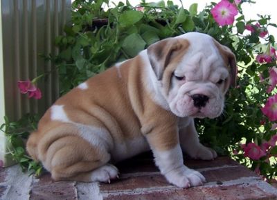 AKC Reg, bulll puppieood home for g