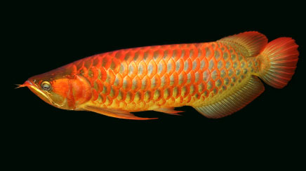 Super red,Golden,Chilli arowana fish and many other types  Available for sale.