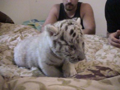 GOOD CHEETAHS AND TIGER BABIES WITH VIDEO FOR A GOOD HOME