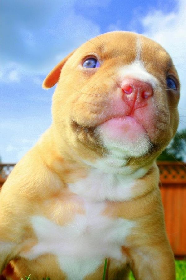 Quality registered Maltese puppies for adoption