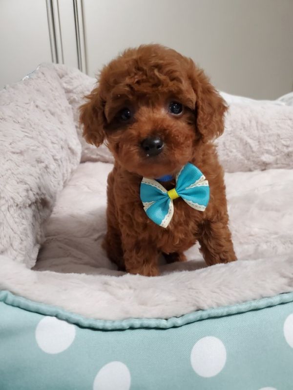 Purebred Toy Poodle puppies