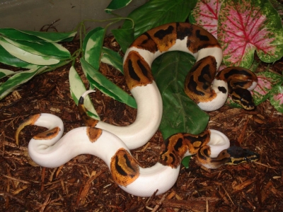 1.1  Albino And Piebald Ball Pythons For Adoption
