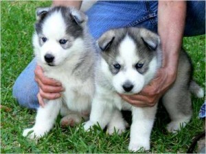 Two top Beautiful Siberian husky puppies ready for new family home