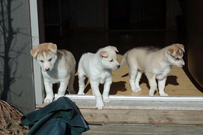 Siberian Husky puppies for good home.