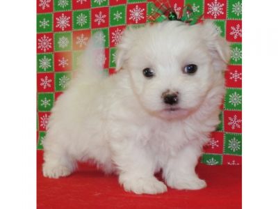 nice maltese puppies for sale